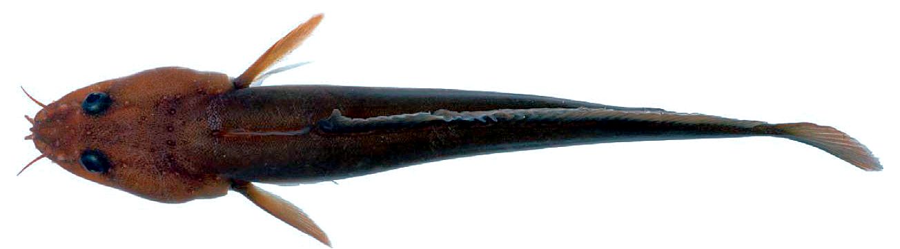 Ciliata septentrionalis_04